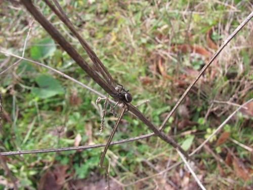 Steatoda sp.