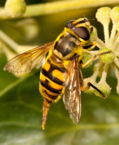 Réf. 114 832 : Myathropa florea