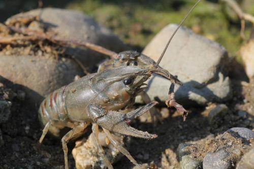 Orconectes limosus