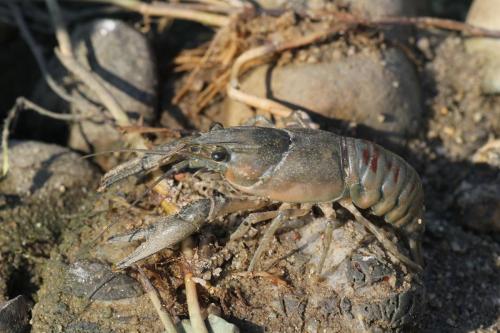 Réf. 114 351 : Orconectes limosus