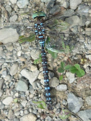Réf. 114 631 : Aeshna interrupta