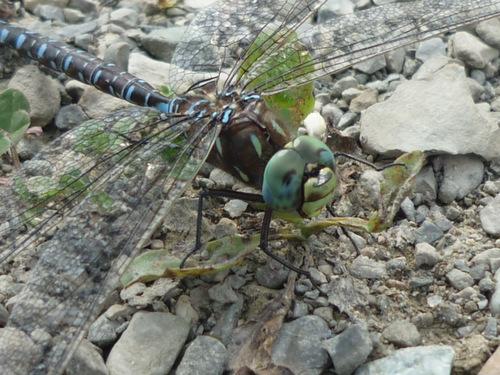 Réf. 114 632 : Aeshna interrupta