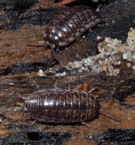 Réf. 114 875 : Porcellio gallicus