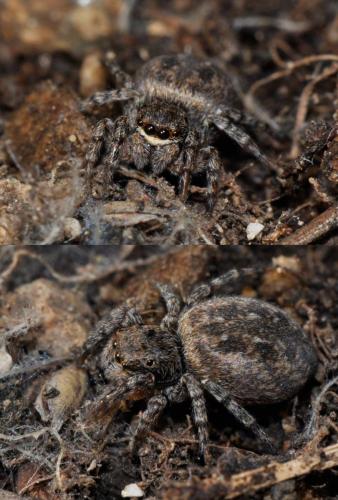 Réf. 114 876 : Euophrys sp.