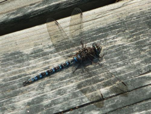 Réf. 114 486 : Aeshna sitchensis
