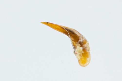 Réf. 114 493 : Ophonus puncticeps