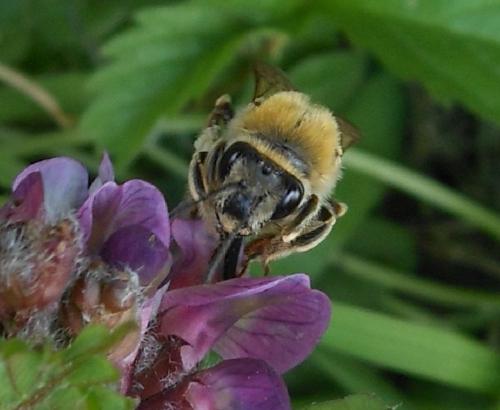 Eucera sp.