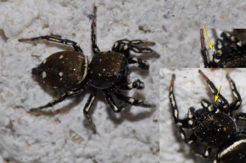 Heliophanus kochii