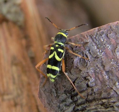 Clytus arietis