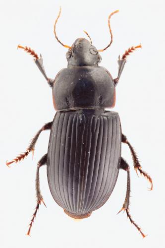 Réf. 114 525 : Harpalus serripes