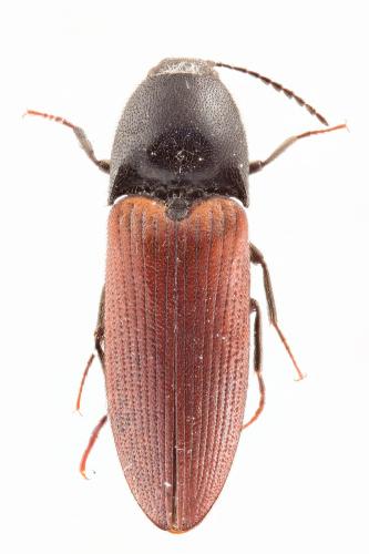 Réf. 114 531 : Ampedus sp.