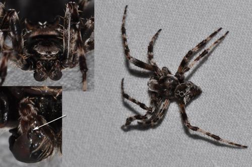 Réf. 114 482 : Araneus grossus