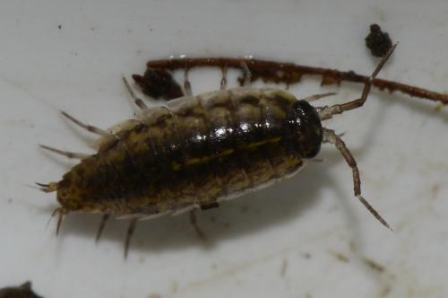 Réf. 114 964 : Ligidium hypnorum