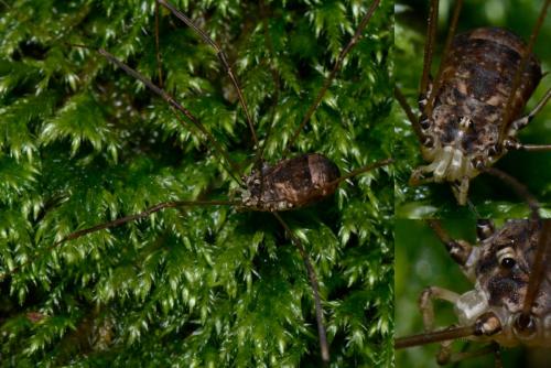 Leiobunum blackwallii