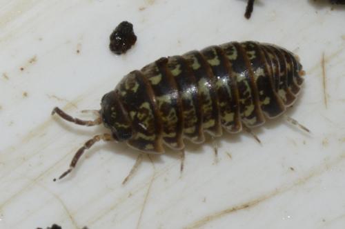 Armadillidium pictum