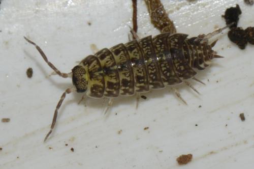 Tiroloscia pyrenaica
