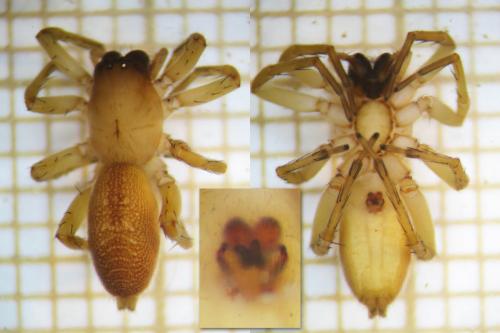 Réf. 114 207 : Clubiona terrestris