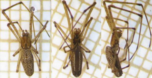 Réf. 114 210 : Tetragnatha sp.