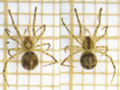 Nesticus cellulanus
