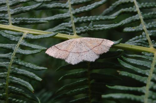 Cyclophora punctaria