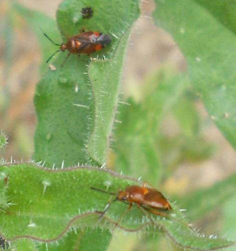 Réf. 114 182 : Deraeocoris ruber