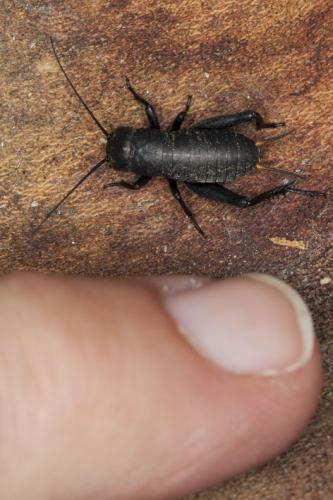 Melanogryllus desertus