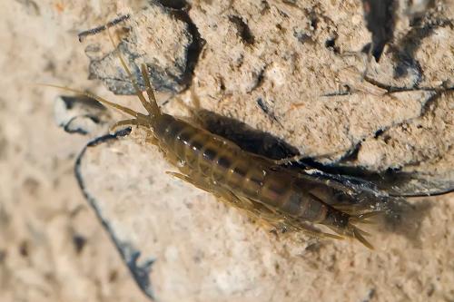 Echinogammarus sp.