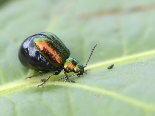 Gastrophysa viridula