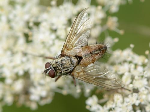 Dexia rustica
