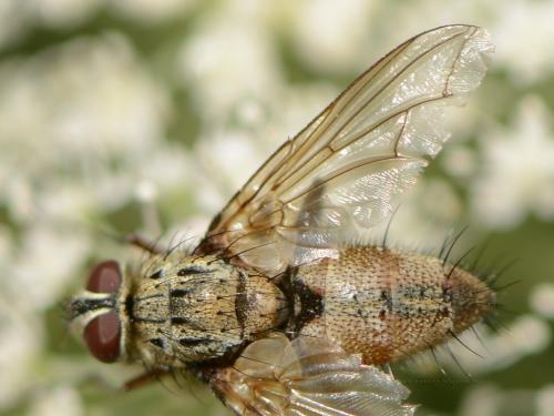 Dexia rustica
