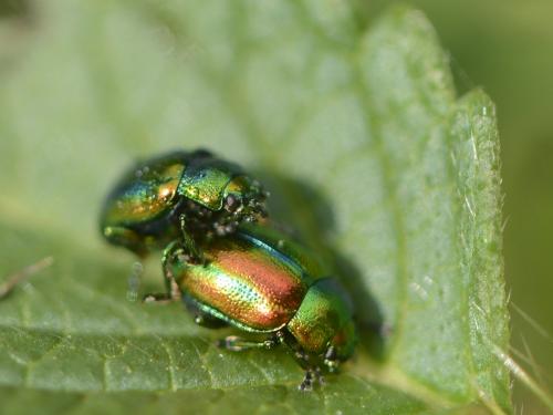 Réf. 114 576 : Chrysolina fastuosa