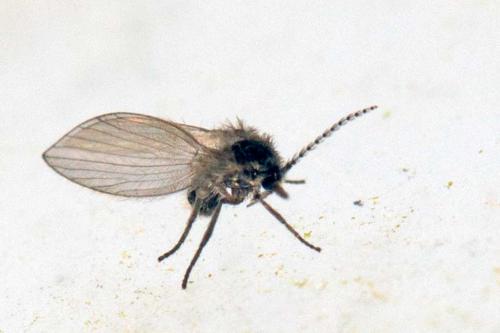 Réf. 114 095 : Psychoda albipennis