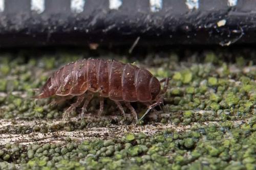 Trichoniscus sp.