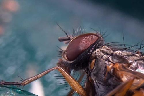 Phaonia subventa