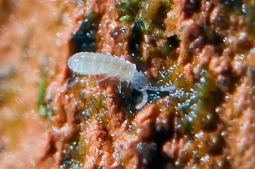 Parisotoma notabilis