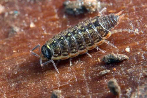 Philoscia muscorum