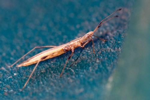 Berytinus minor