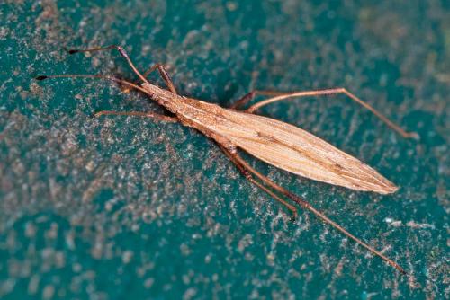 Berytinus minor