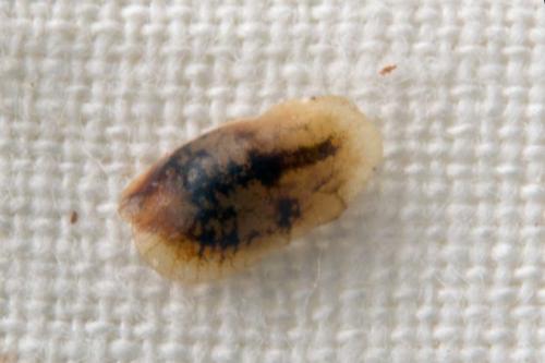 Réf. 114 614 : Coccus sp.