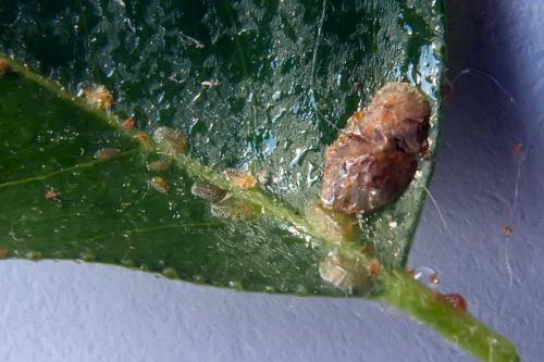 Coccus sp.