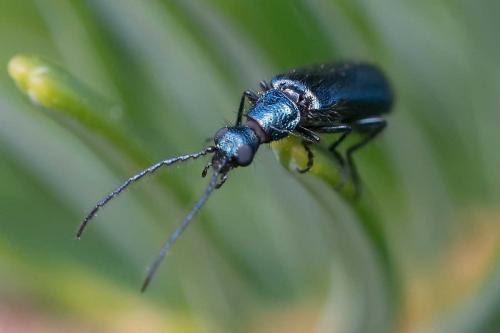 Réf. 114 932 : Dasytes caeruleus
