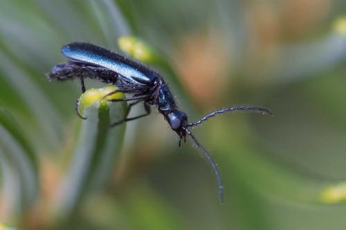 Réf. 114 931 : Dasytes caeruleus