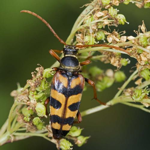 Leptura aurulenta