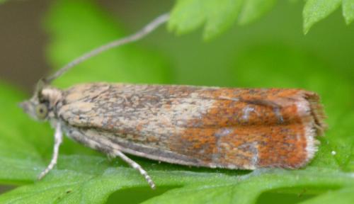 Epinotia cruciana