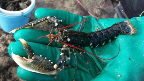 Réf. 114 603 : Homarus gammarus