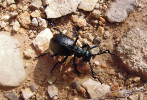 Meloe violaceus