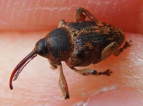 Réf. 114 597 : Curculio sp.