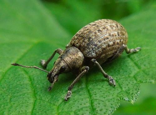 Réf. 114 435 : Liophloeus tessulatus