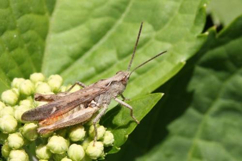 Chorthippus sp.