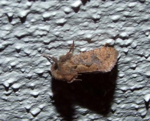 Réf. 114 663 : Acrolophus plumifrontalis